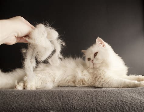 kedi kılı yutmanın belirtileri nelerdir